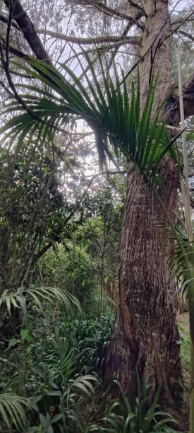 istock COLOMBIAN Wildlife nature Forest walk 2202697892