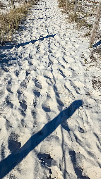 istock Walk on the Beach in January 2202699067
