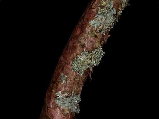 istock Three Patches Of New Lichen Beginning To Grow. 2202699664