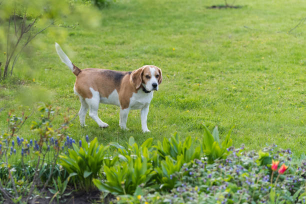 Beagle bitch standing on the lawn in the garden and looking at something, spring day, green background