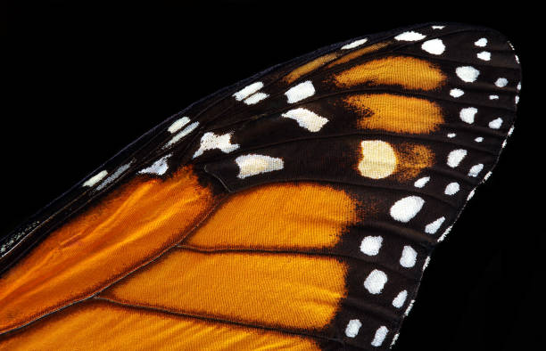 colorful monarch butterfly wing isolated on black. tropical butterfly wing texture background