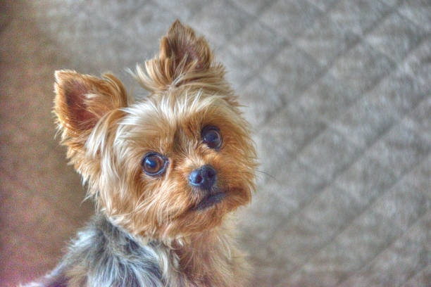istock Cute Yorkie Closeup Looking up. Yorkshire Terrier Dog. 2202704974