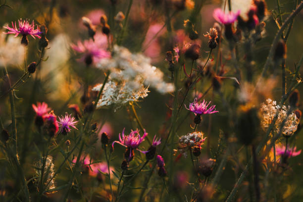 A back lit shot of queen anne's lace and knapweed during sunset.