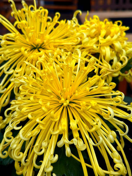 istock Yellow flowers spider chrysanthemum kudamono kiku 2202706063