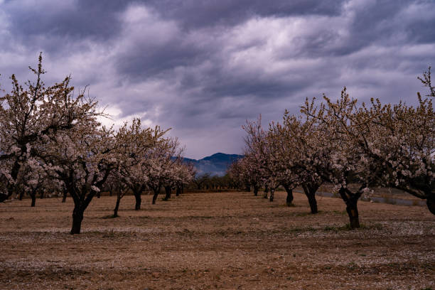 Almond trees in bloom after the rain. Photo taken in the village of Casas Nuevas de Mula, Murcia, Spain