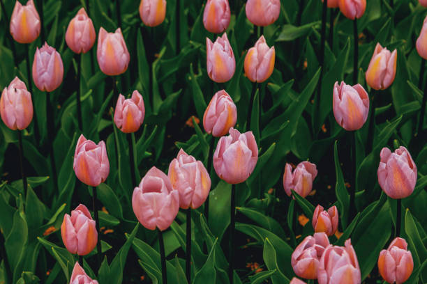 A field of pastel pink tulips in full bloom, surrounded by lush green foliage, capturing the essence of springtime beauty.