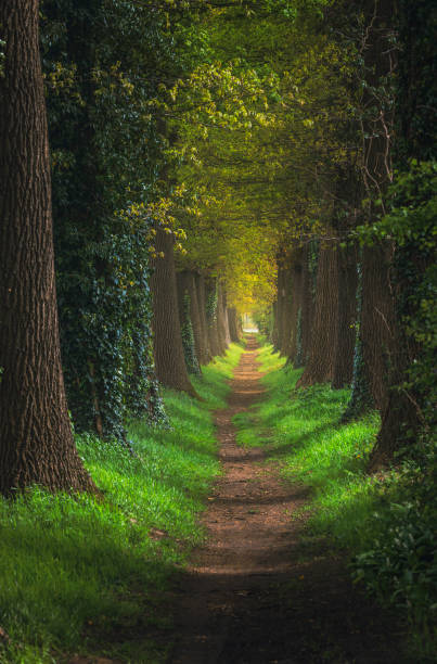 Nature background of dreamy, fairy tale and beautiful jungle forest pedestrian footpath alley way place for walking in tunnel of old oak green trees light up with sun rays trough grass at sunset on spring day