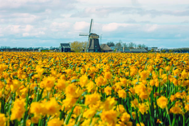 A vast field of bright yellow daffodils in full bloom stretches towards a classic Dutch windmill under a partly cloudy sky in the Netherlands. The traditional windmill, an iconic symbol of Dutch heritage, stands tall in the distance, surrounded by charming rural farmhouses. The combination of golden flowers, green stems, and the rustic architecture creates a picturesque springtime landscape that highlights the beauty of the Dutch countryside