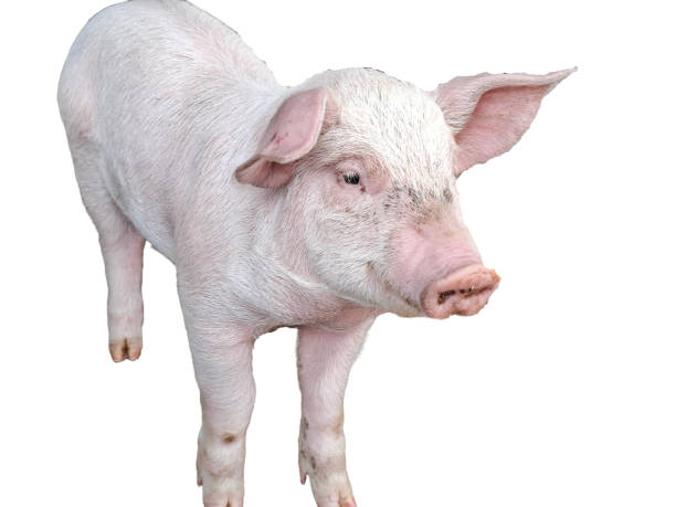 istock Little pig isolated on white background 2202708282