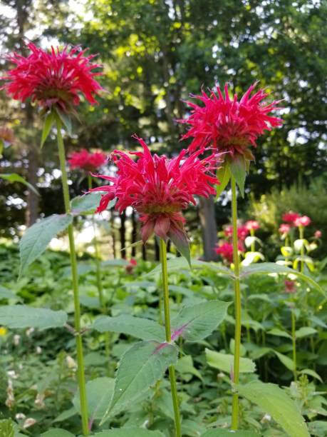 istock Red Bee Balm in Garden 2202709546