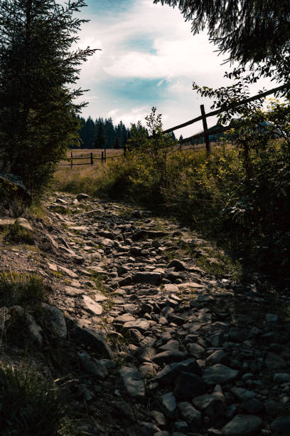 Rocky Path Leading Through Meadow to Forest Edge. High quality photo