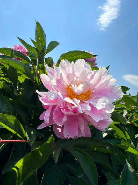istock Peony flower pink white petals. 2202711873