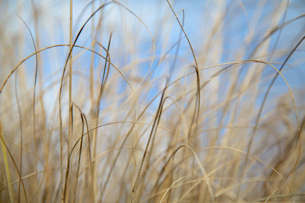 istock Golden Grass in the Breeze 2202711906