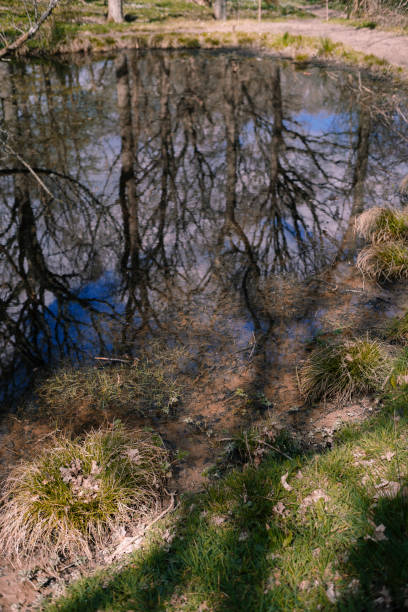 Spring lake pond in the woods