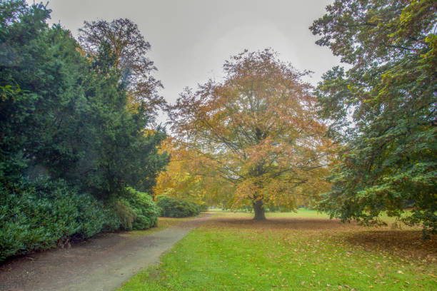 Carl-Duisberg Park IN oCTOBER  and earth garden path  - autumn laf color and fall of leaves  -  yellow oak tree  and big yew tree in left