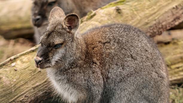 istock Sleeping Wallaby Mother. 2202716068