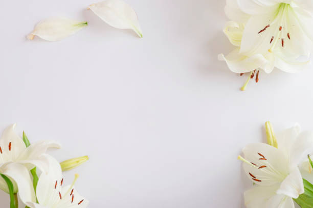 istock White lilies on a light background with petals scattered around. Top view, flat lay, copy space 2202716267