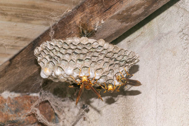 istock Paper wasp nest hanging from the ceiling 2202716398