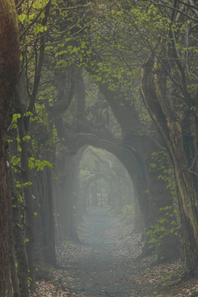 istock Magical forest path and tree tunnel at sunrise on spring 2202717330
