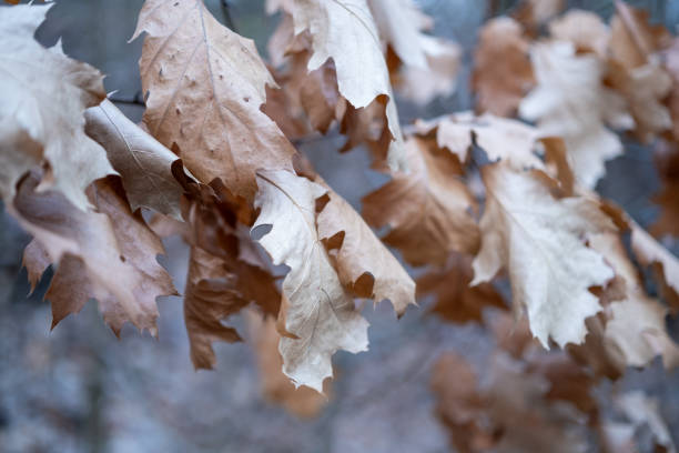 Oak leaves in autumn on white background