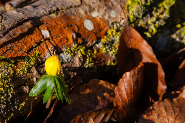 Beautiful Eranthis (Winter Aconite) flower in forest