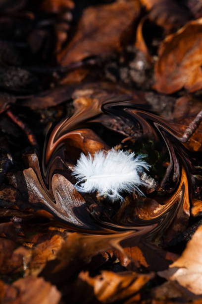 Beautiful white feather on the brownish forest floor. Circle drawn around the feather using the Photoshop Liquify filter