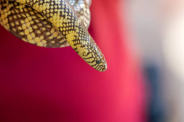 Florida Kingsnake curled and close up.
