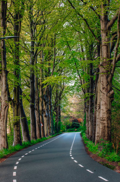 istock Scenic Tree-Lined Road in Breda, the Netherlands 2202724822