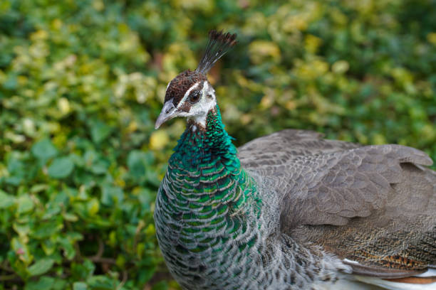 the head of a Peahen, the female bird of Peacock. Taken at Sri lanka.