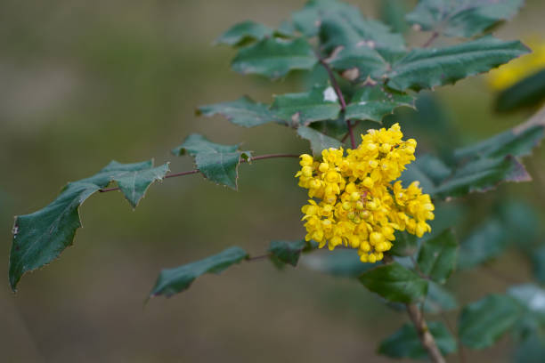 holly-leaved barberry plant