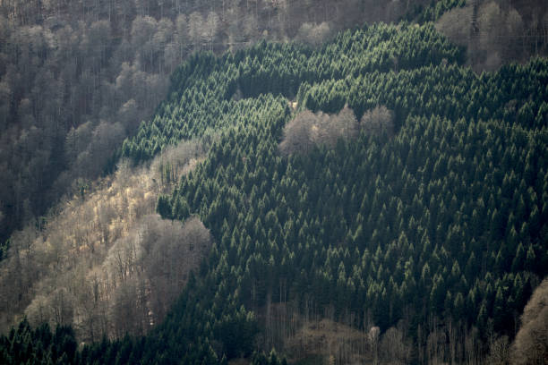 Mountain landscape with pin forest. Top view