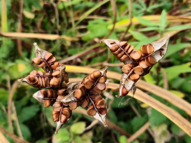istock Flag Iris seed pods, Glasgow, Scotland 2202732424