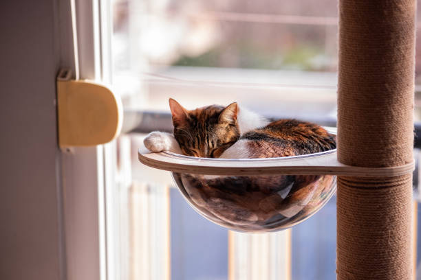 istock Cozy Cat Sleeping in Transparent Hammock by the Window 2202732954