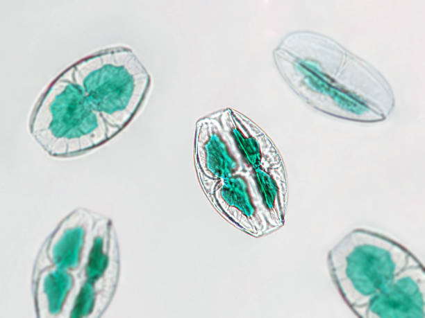 istock Probiotics, lactic acid bacteria. Algae, bacteria and microorganisms. Microscopic probiotics, bacterial flora 2202733087