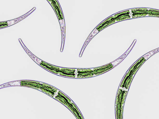 istock Probiotics, lactic acid bacteria. Algae, bacteria and microorganisms. Microscopic probiotics, bacterial flora 2202733316