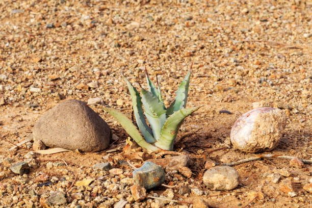 Bushes and Colourful Rocks in Valley of Fire, Nevada