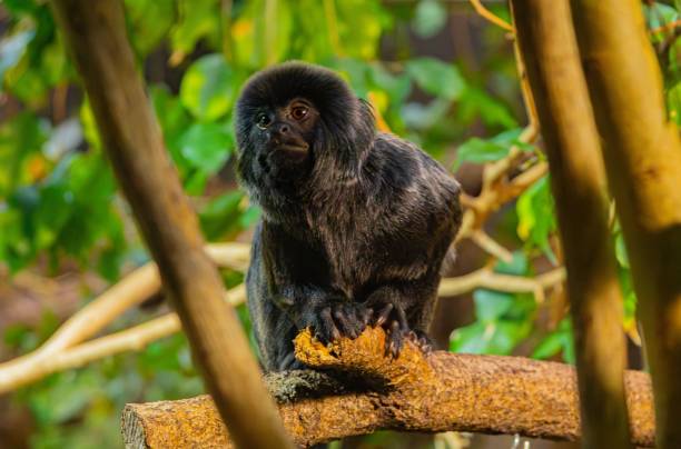 istock Black monkey on a tree branch in a forest 2202734778