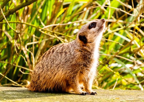 Meerkat (Suricata suricatta), a small mongoose native to southern Africa