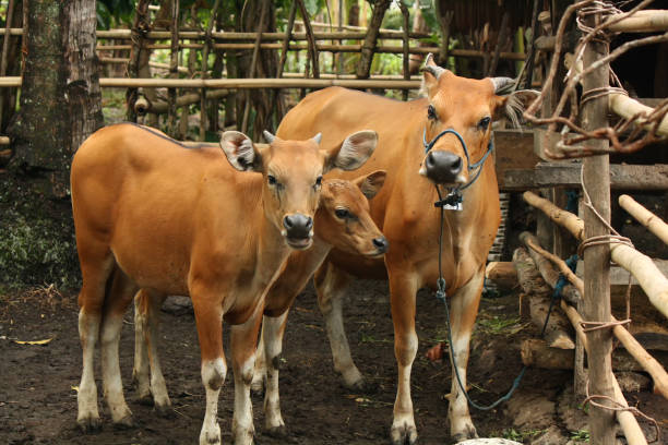 istock Cute cows in a group together in a field, looking at the camera. 2202735938
