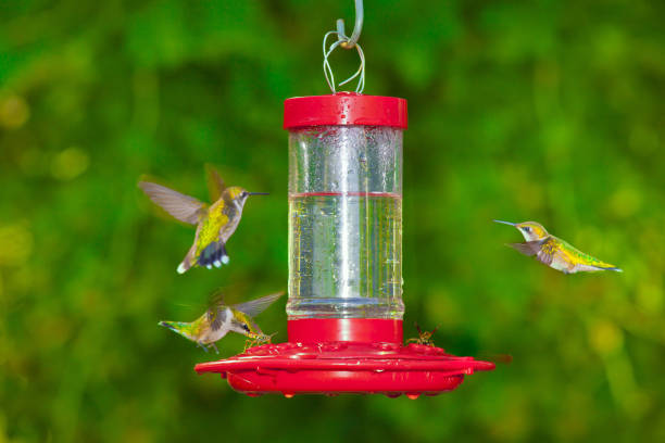 istock Summer Hummingbirds Feeding 2202736043