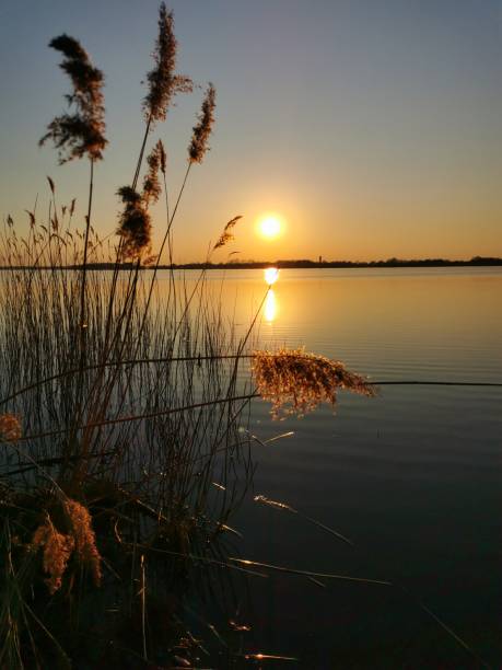 istock Golden sunset over a lake with reeds 2202736710