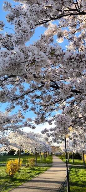 istock Blooming Sakura on city alleys 2202736819