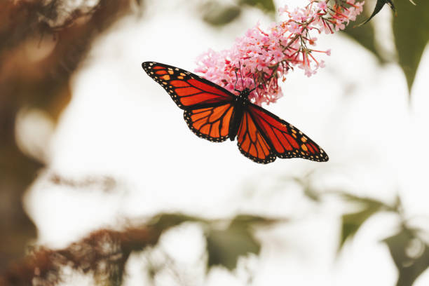 istock Monarch Butterfly on Butterfly Bush Flower 2202737134