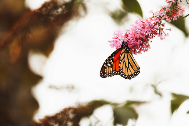 A beautiful monarch butterfly, feeding on the flowers of a butterfly bush.
