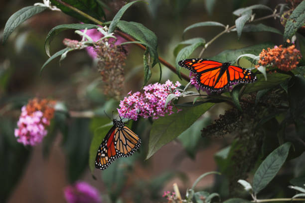 Two beautiful monarch butterflies, feeding on the flowers of a butterfly bush.