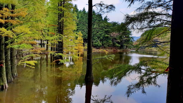 istock Tranquil Forest Lake with Reflections and Cypress Trees 2202737839
