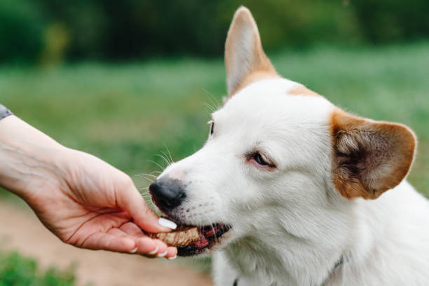 istock Corgi sits on trail in park 2202738196