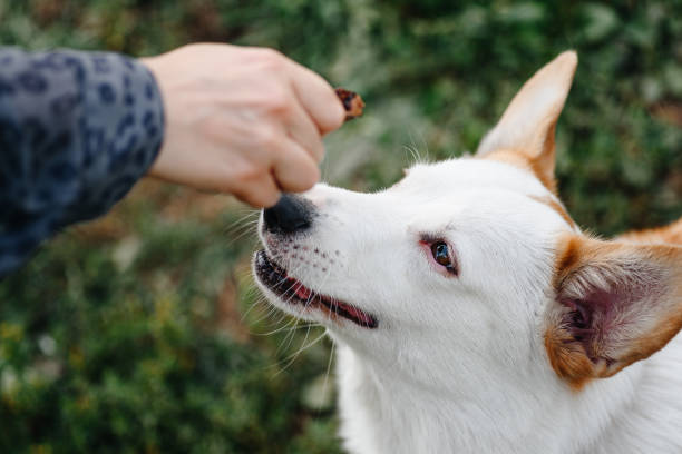 istock Corgi sits on trail in park 2202738246