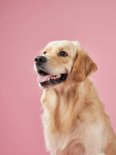 istock Golden Retriever looking up with cheerful expression on pink background 2202738434