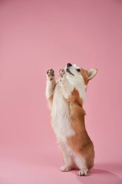 istock Corgi standing on hind legs on pink background 2202738439